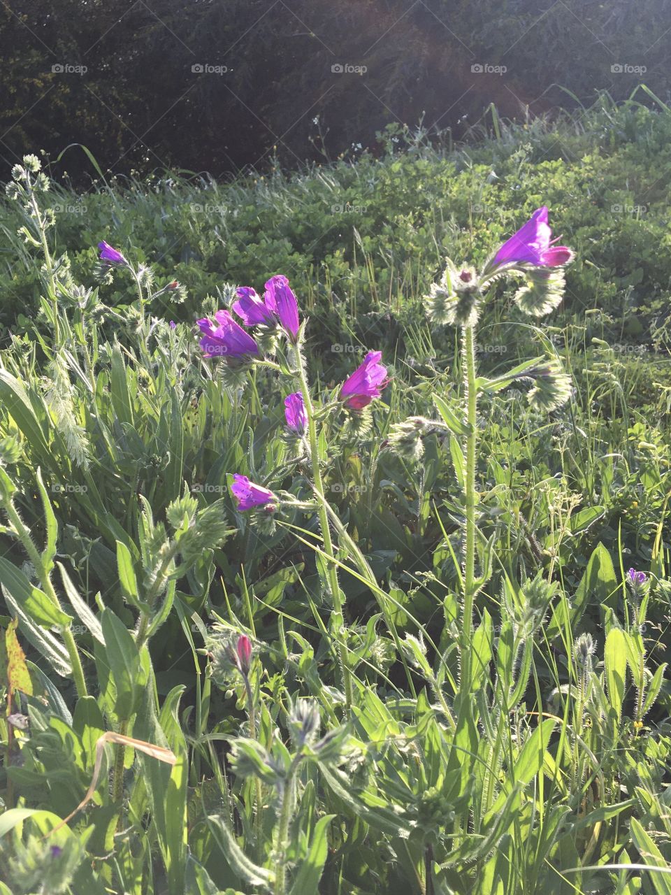 Wild flowers in springtime meadows 