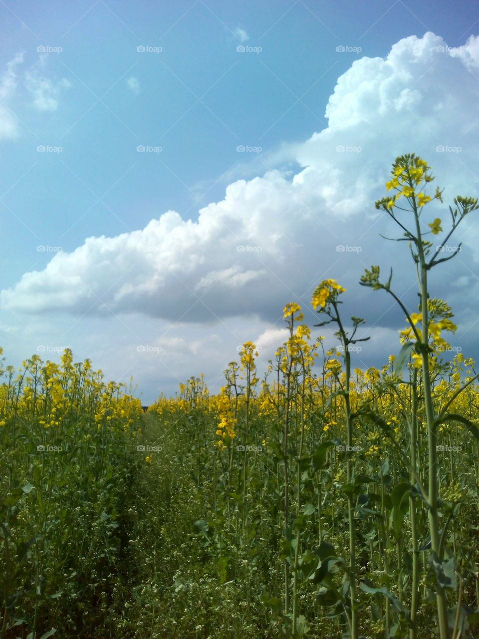 Landscape, Nature, Field, No Person, Flower