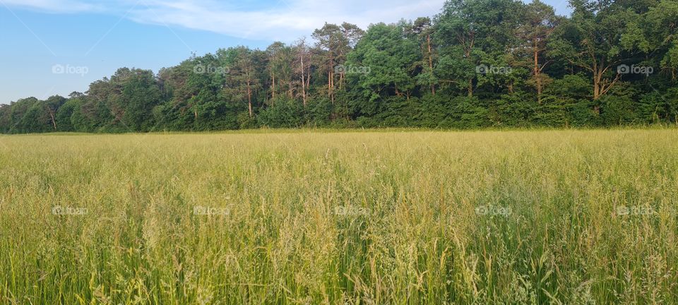 grain field