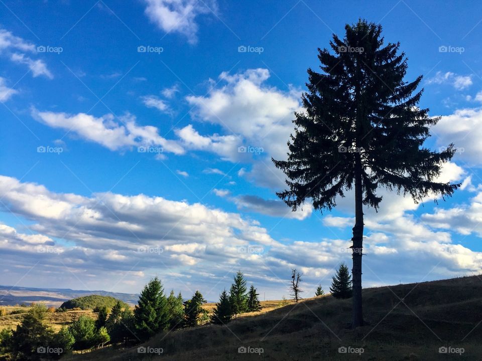 Silhouette of tall conifer on the field on a sunny day with blue sky