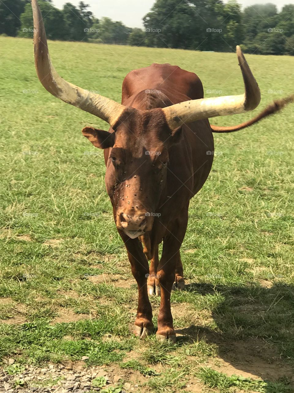Bull cow at Longleat Safari Park 