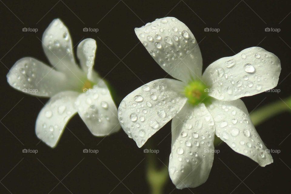 Macro flower with drops