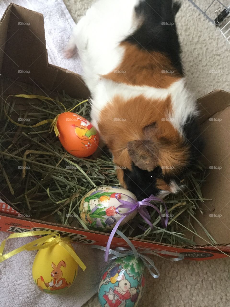 Easter, Egg, Nest, Celebration, No Person