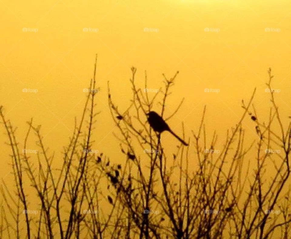 bird silhouette