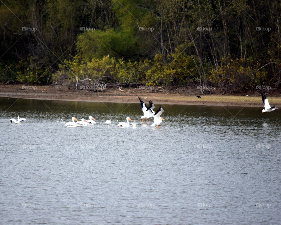 Pelicans