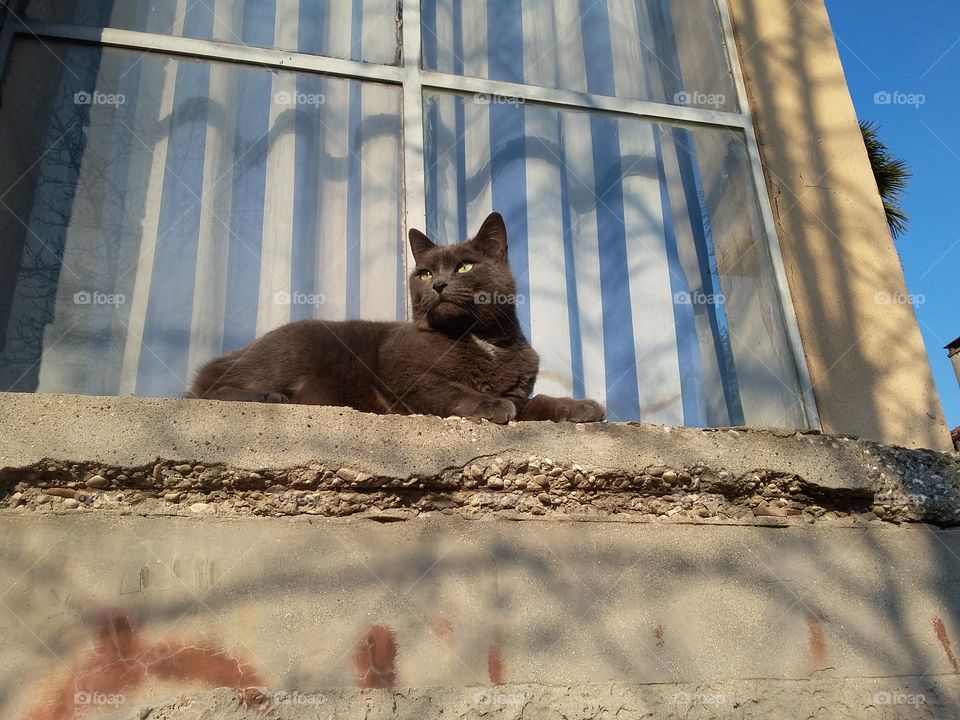 cat on windowsill