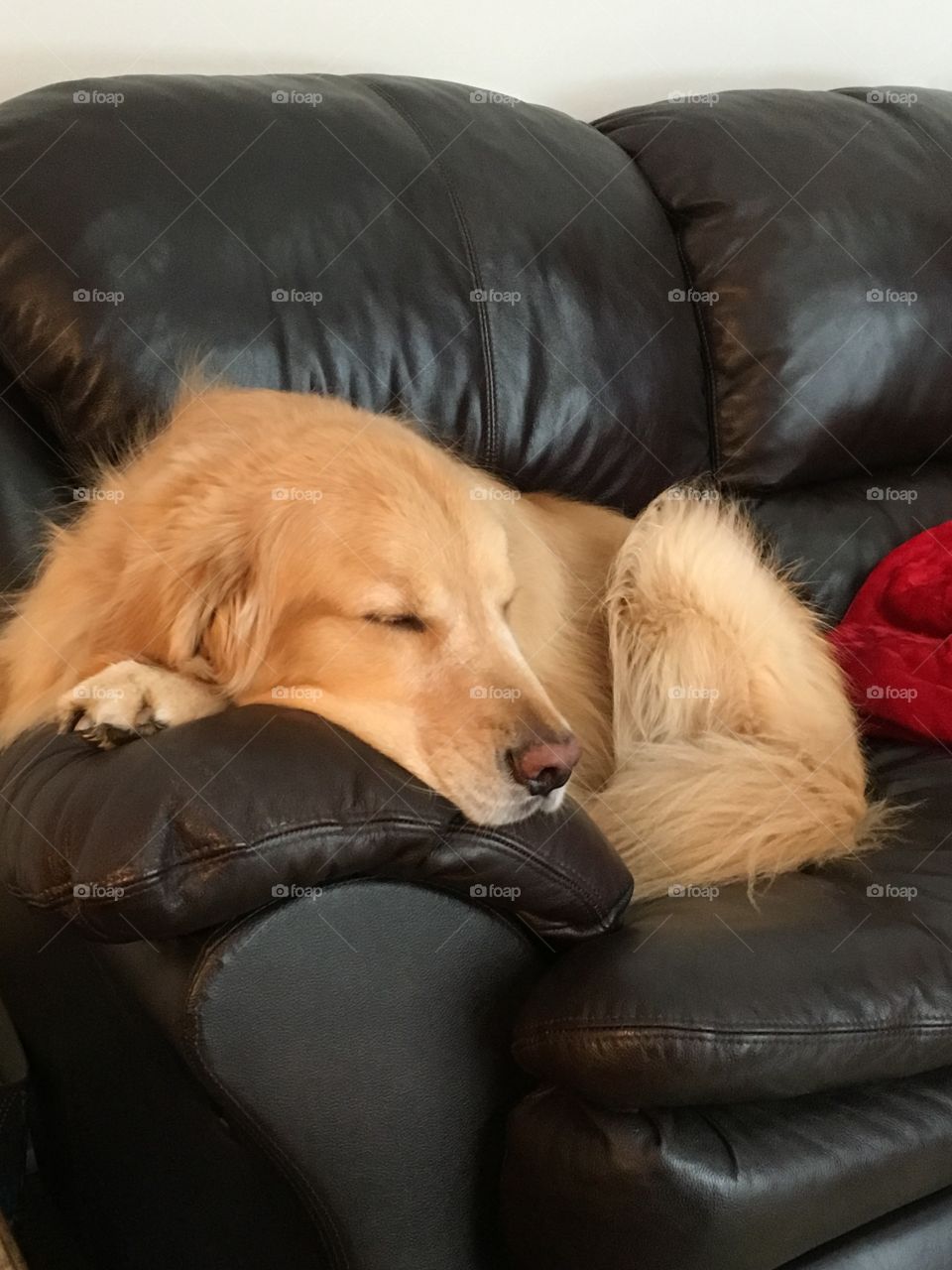 Dog, Sofa, Sit, Indoors, Pet