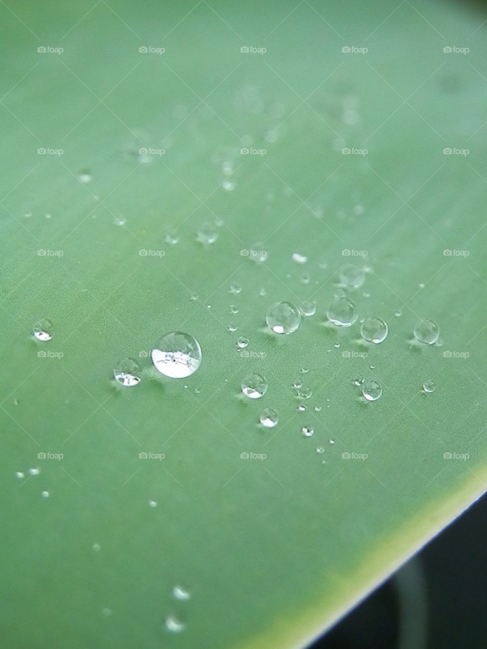 Raindrops