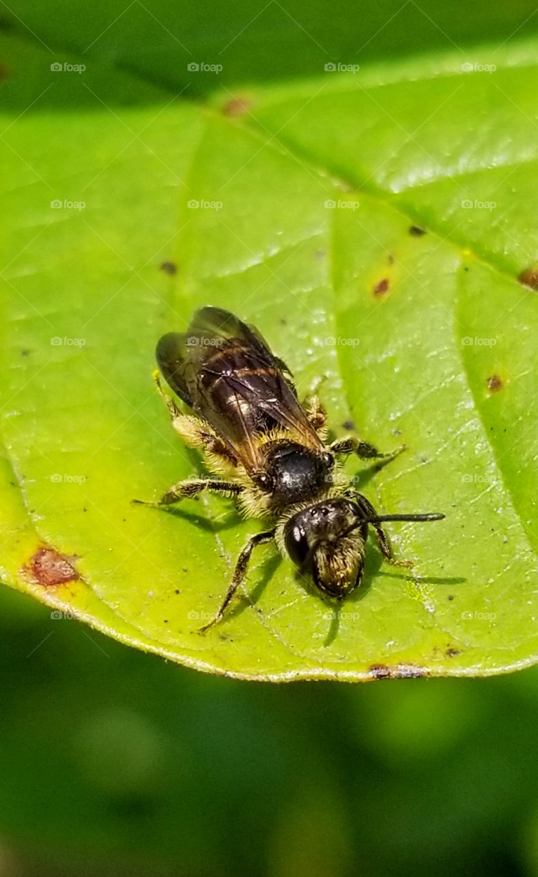 Tiny bee on a leaf