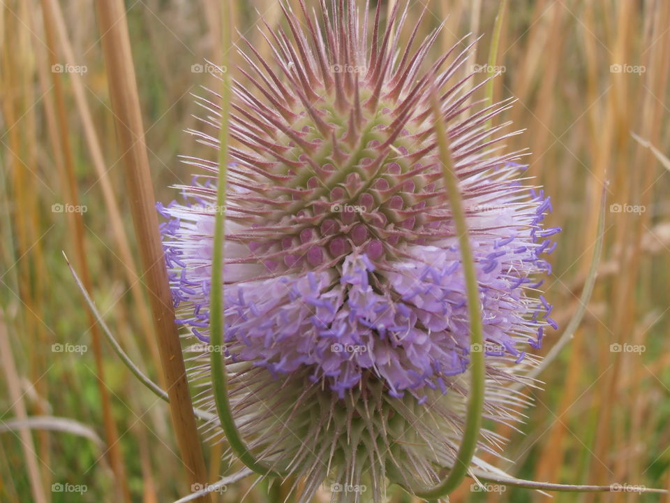 Teasle