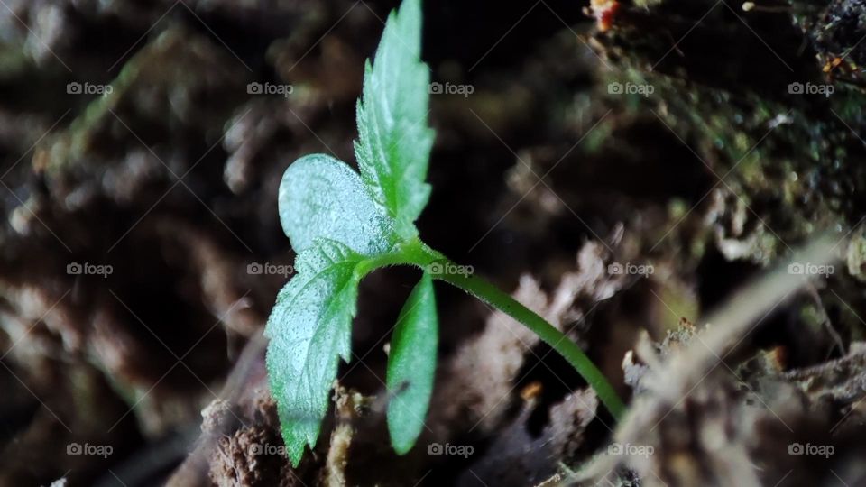 New plant growing