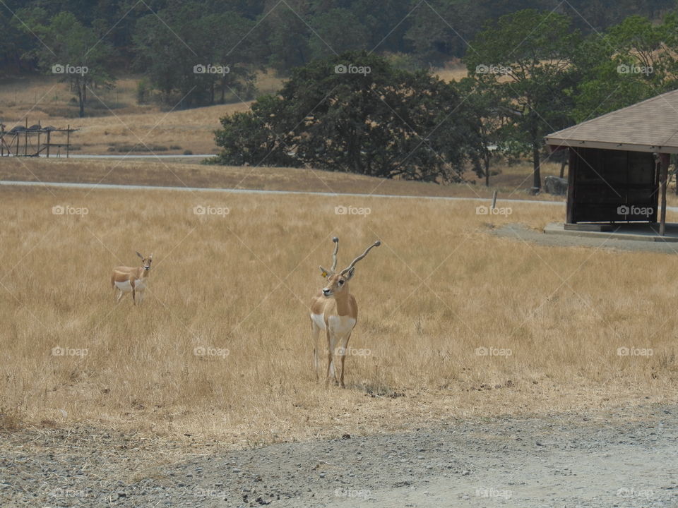 Animals at A park in Southern Oregon 