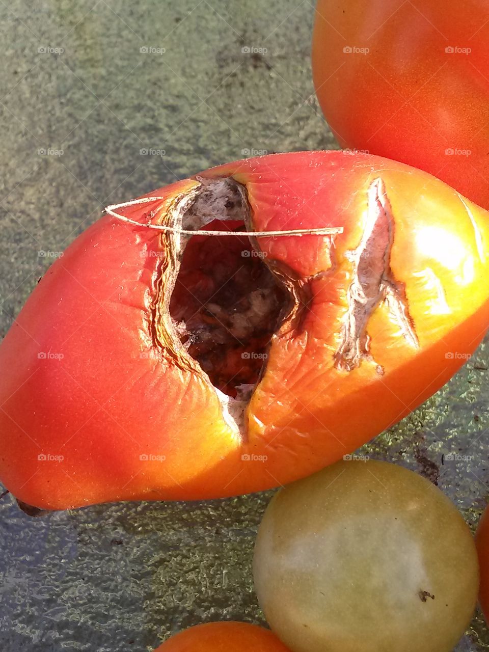 Rotten Bug Infested Tomato