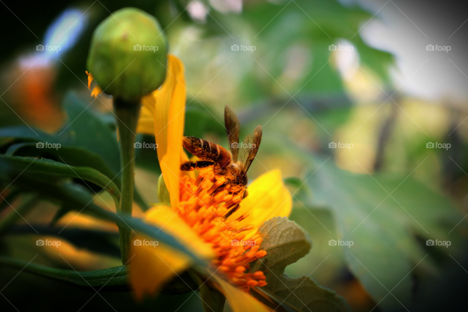 Tree marigold. Tree marigold, Mexican tournesol, Japanese sunflower, a little bee

