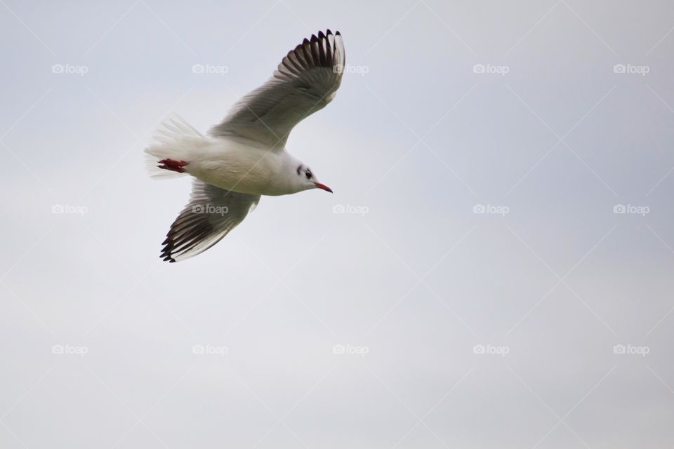 Low angle view seagull flying