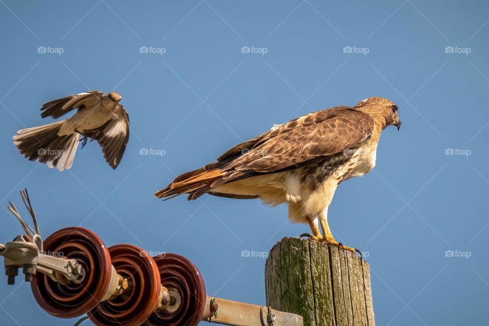 Chaos on the power pole. A territorial Northern Mockingbird dive bombs a Red-tailed Hawk. Raleigh, North Carolina. 