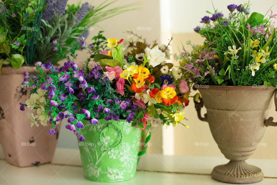 Flowers blooming in flower pot