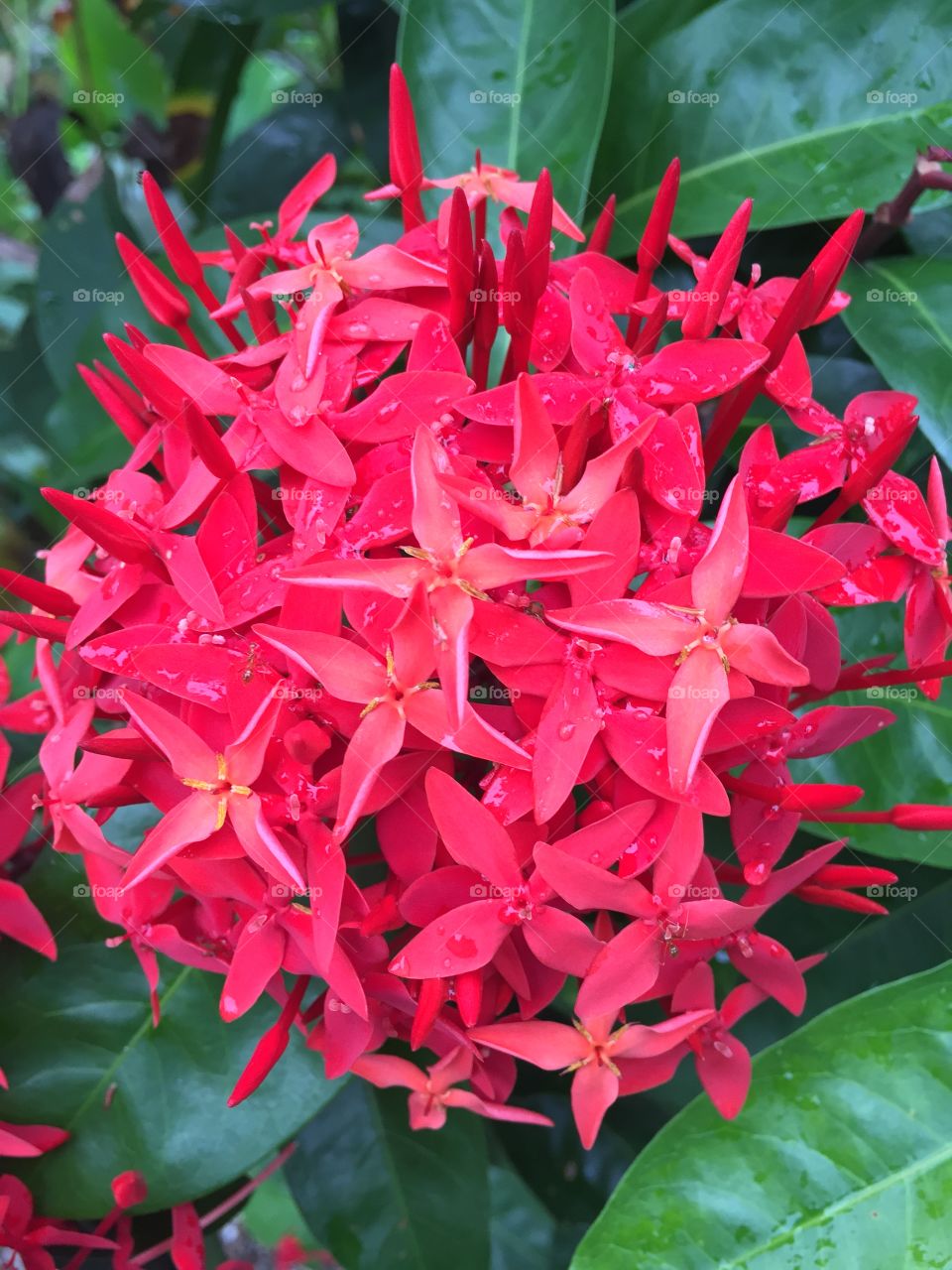 Spike flower red..