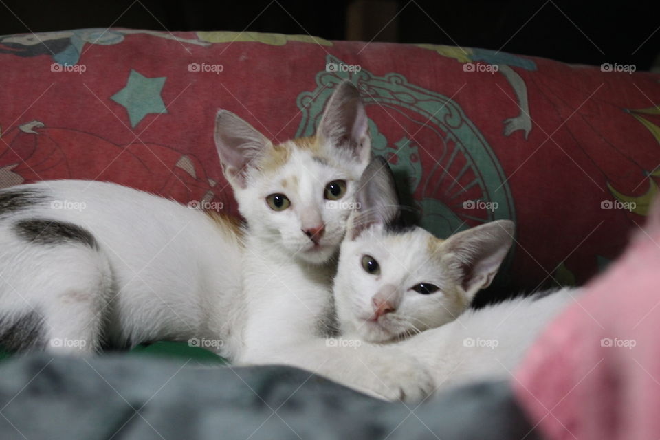 Timon and Pumba posing for the camera. They were playing when they heard the camera shutter and they both looked at the camera at the same time.