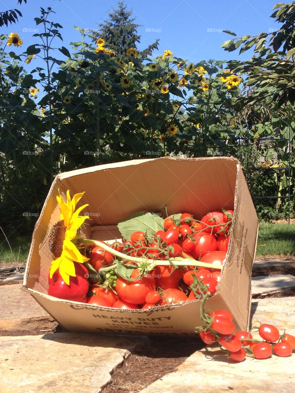 Harvest time. Box of tomatoes 