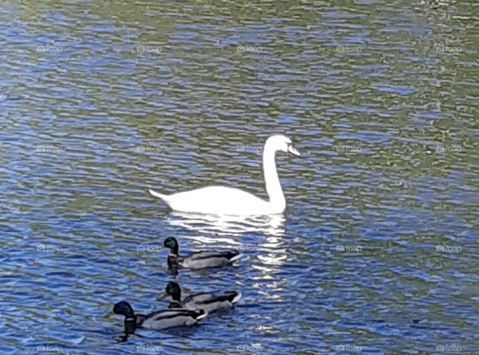 Taking a stroll in the park