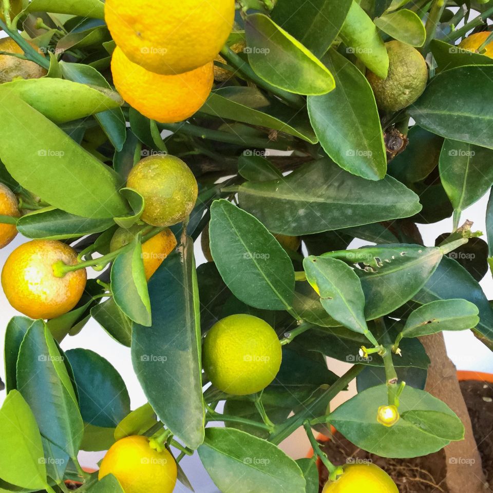 Citrus Plant 