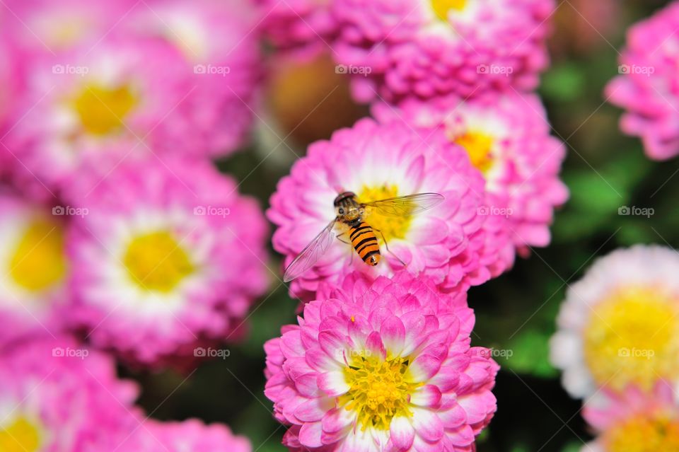 Bee and flowers