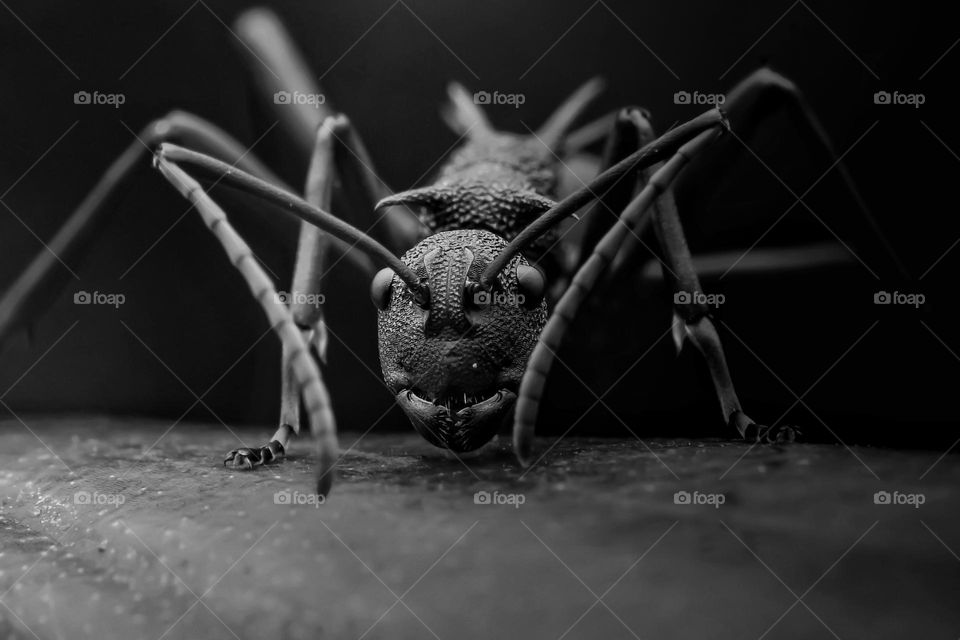 black ant in the dark