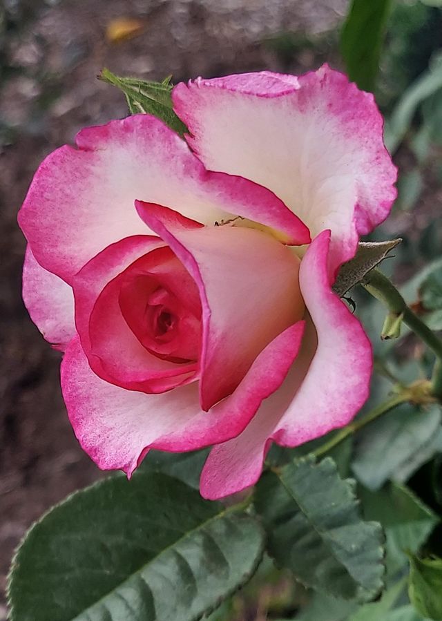 A Pink and White 🌹 Rose