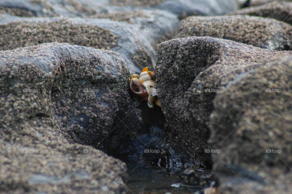 shells in between rocks