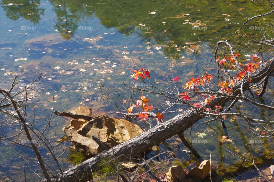 Reflective leaves. At Pinnacle Mtn. State Park 