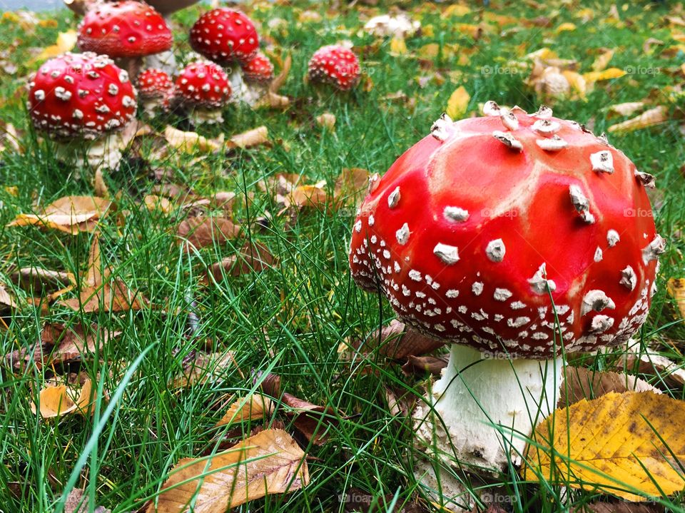 Red spotted toadstool mushrooms growing in the grass
