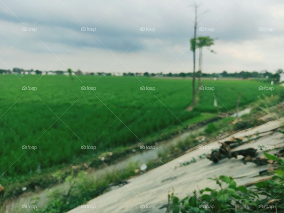 view of small rice fields in a photo at an altitude. the view that blurted out