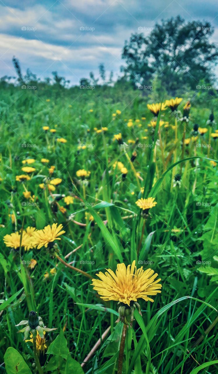 Dandelions