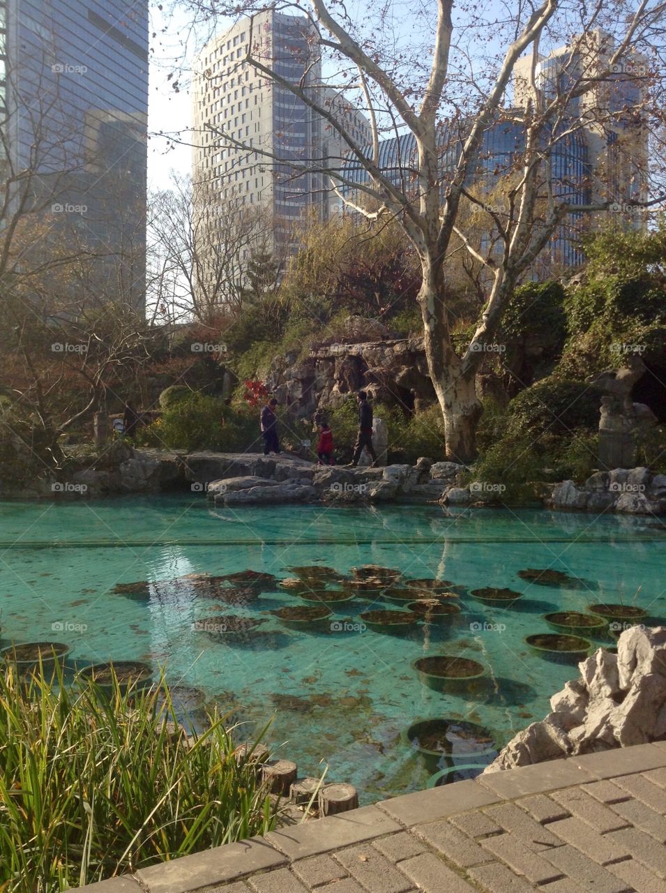 Green pond in the park in a big city