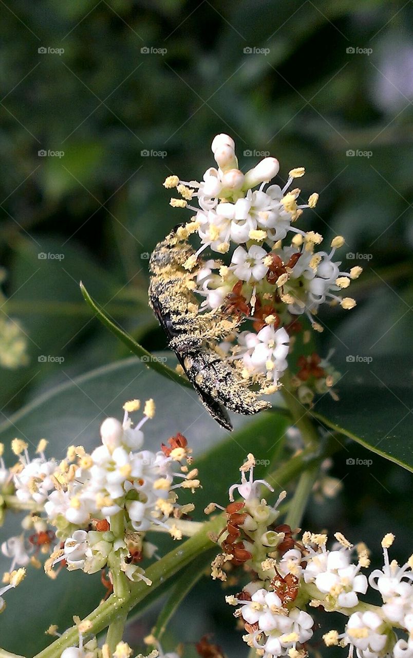 pollinated wasp