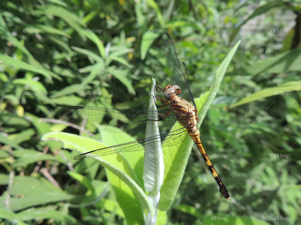 Orange dragonfly on a new green Buddlea shoot