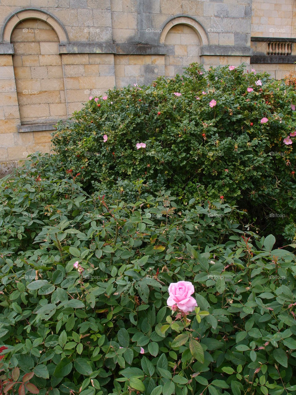A pretty rose bush with beautiful pink rose blooms against in the gardens against an old stone wall on a summer day. 