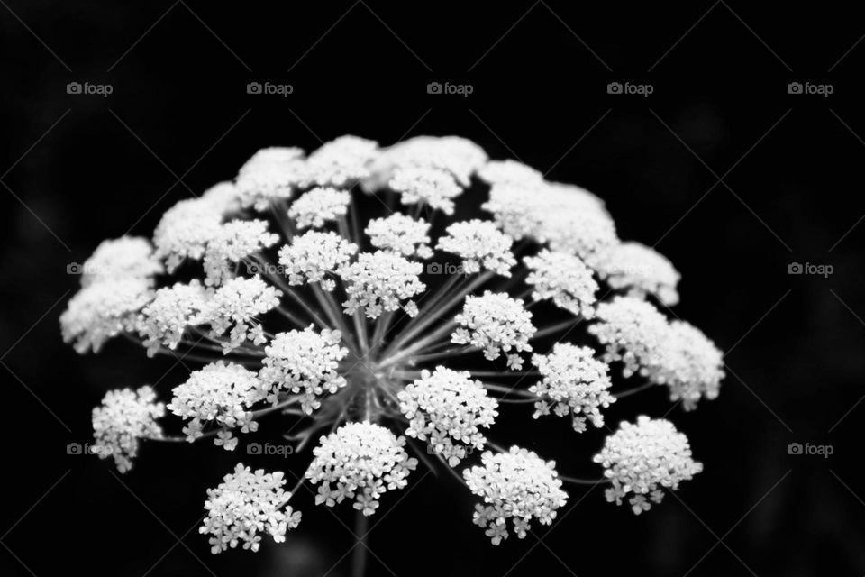 White flower blossom 