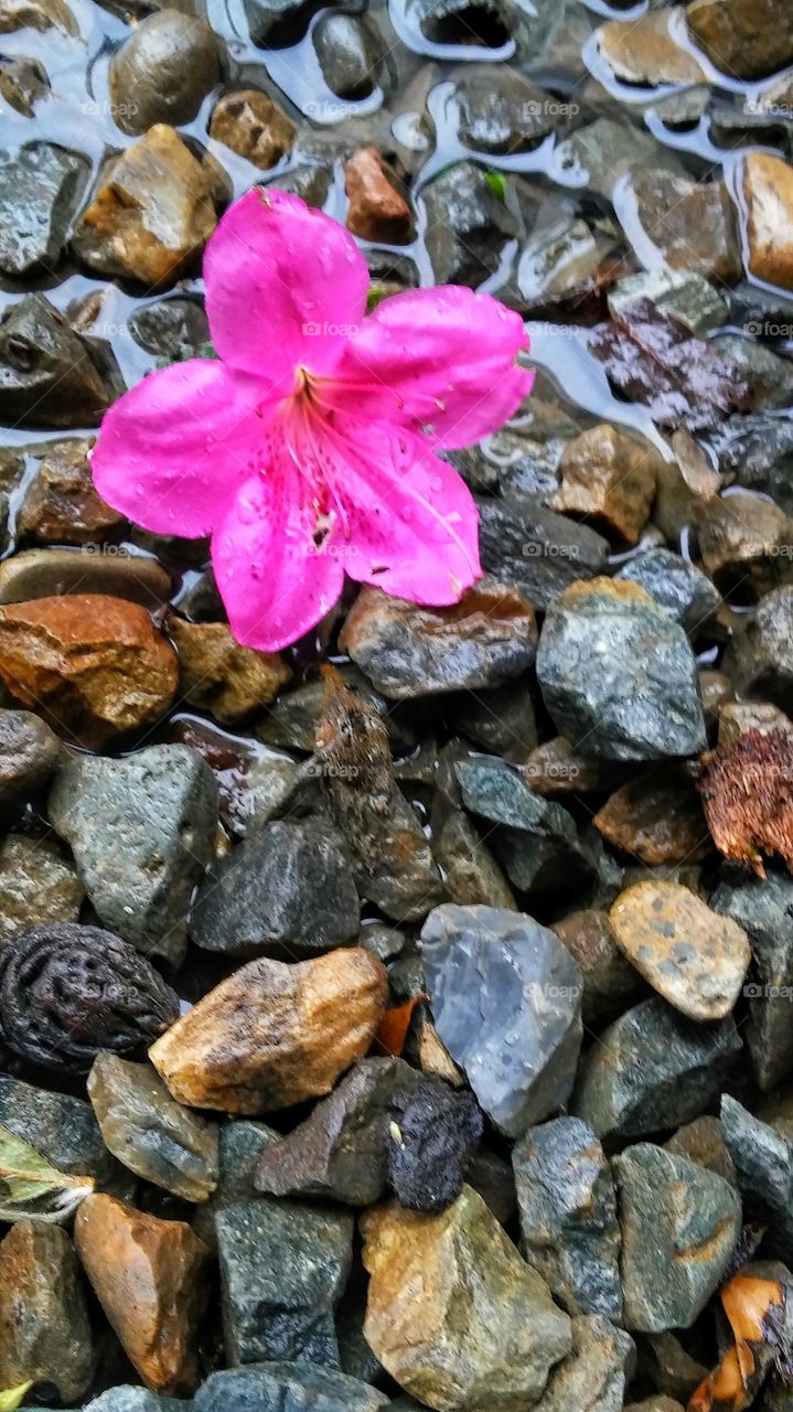 Fallen flower, 
taken by Mark sarden in my hometown of Sacramento California