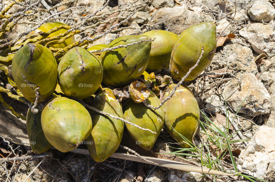 A Bunch Of Coconut On The Ground