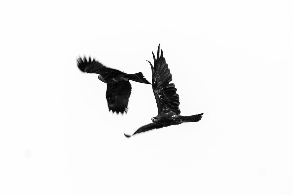 Black and white image of flying eagles