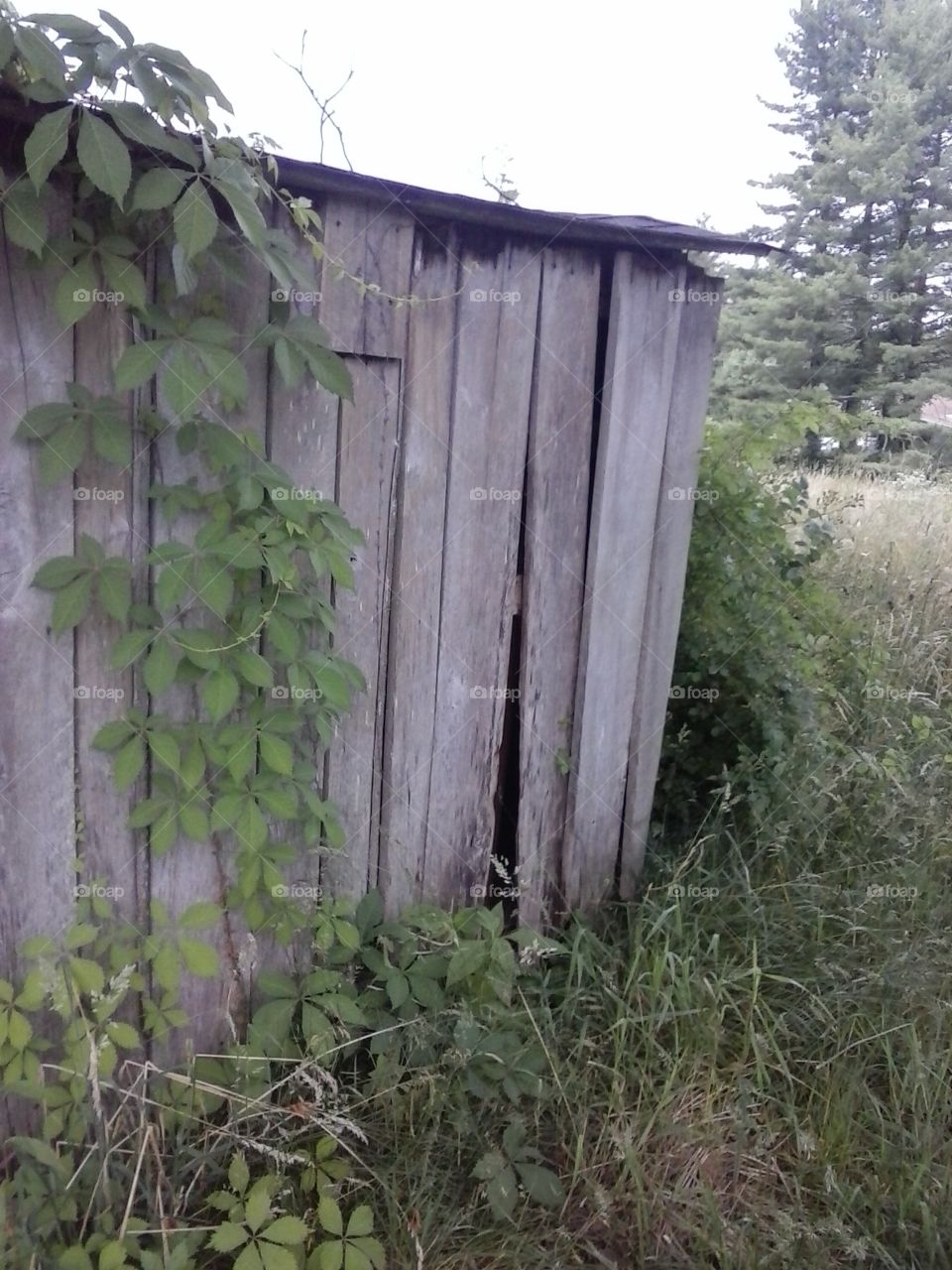 old shed. shed in field