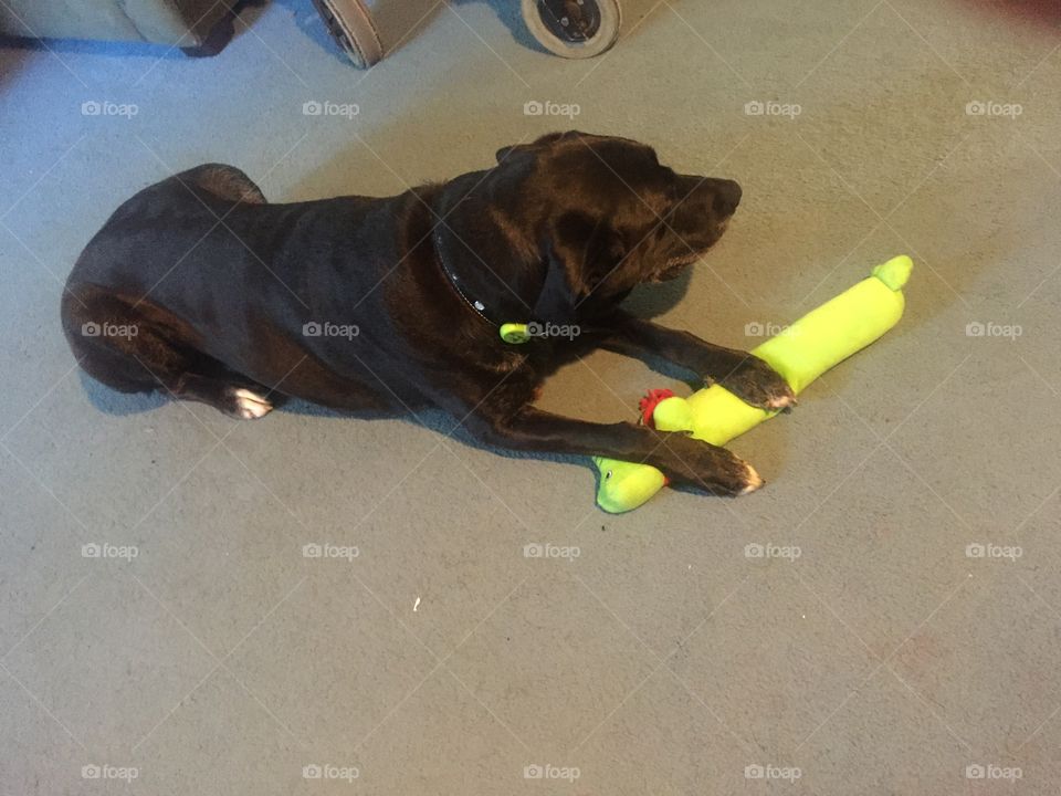 Black lab viola mix playing with toy