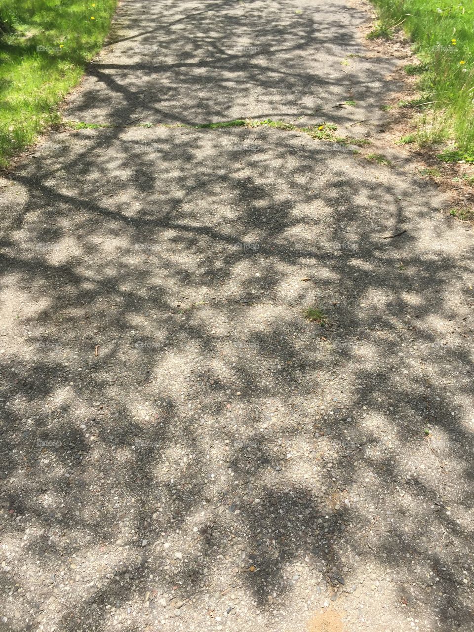 Tree shadow on sidewalk