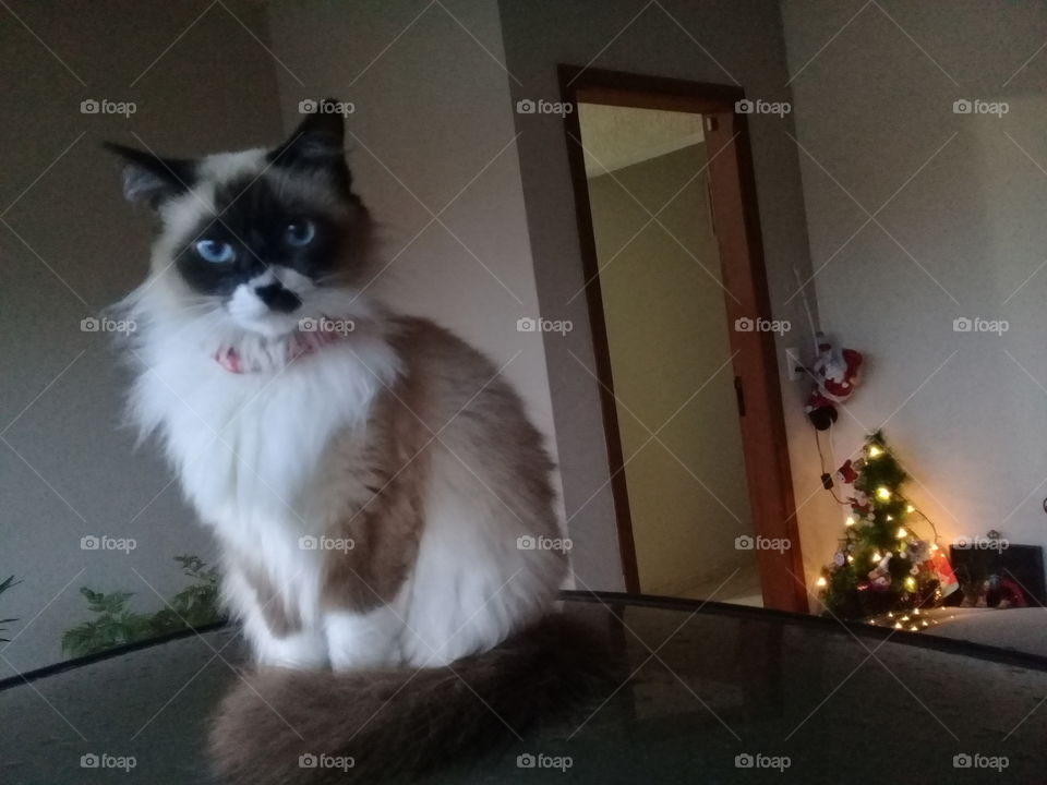 Lolla is so adorable. Baby cat in Christmas time