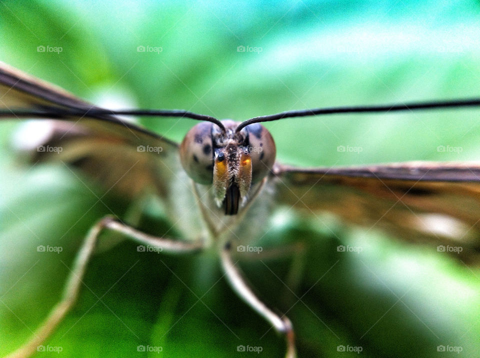 united kingdom butterfly insect eyes by danielbritton