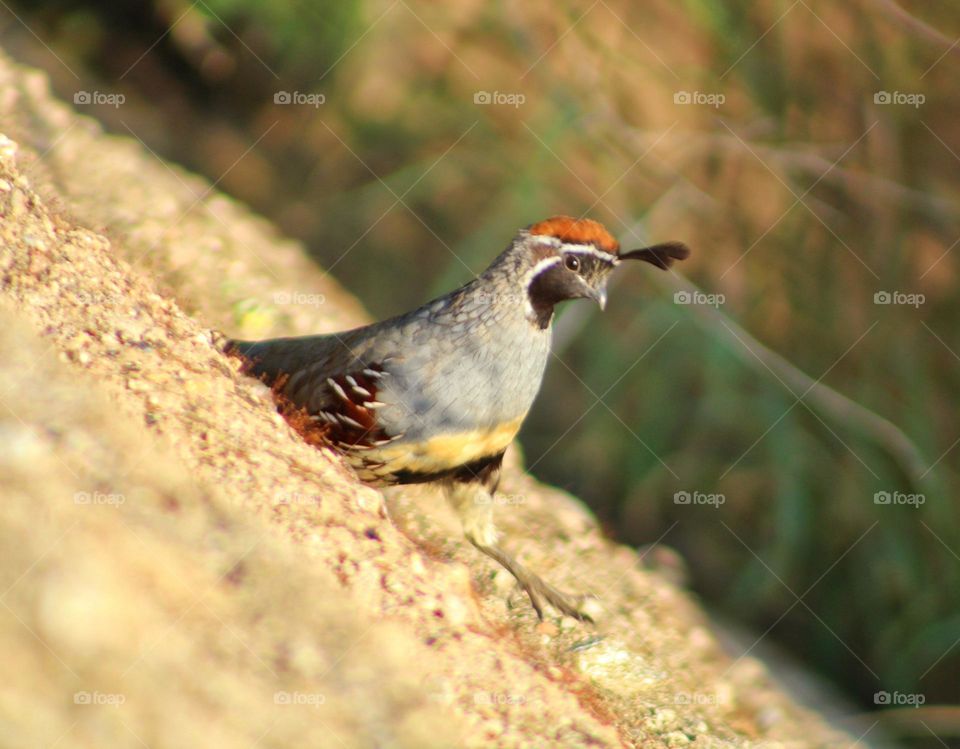 Gambel's Quail (Arizona quail)