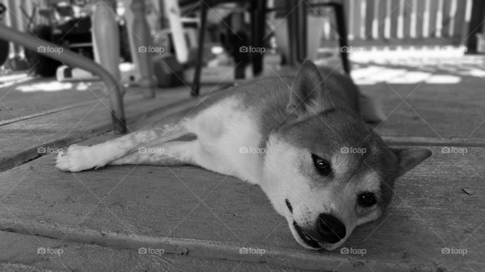 Sasha. Our Shiba Inu relaxing after a long hot afternoon