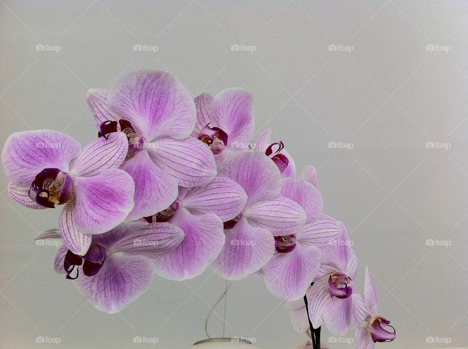 a special pink and rose orchid phalaenopsis full of flowers